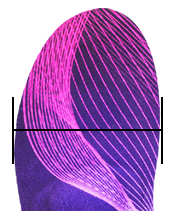 Insole Width